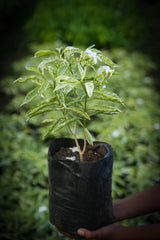 Variegated Crape Jasmine
