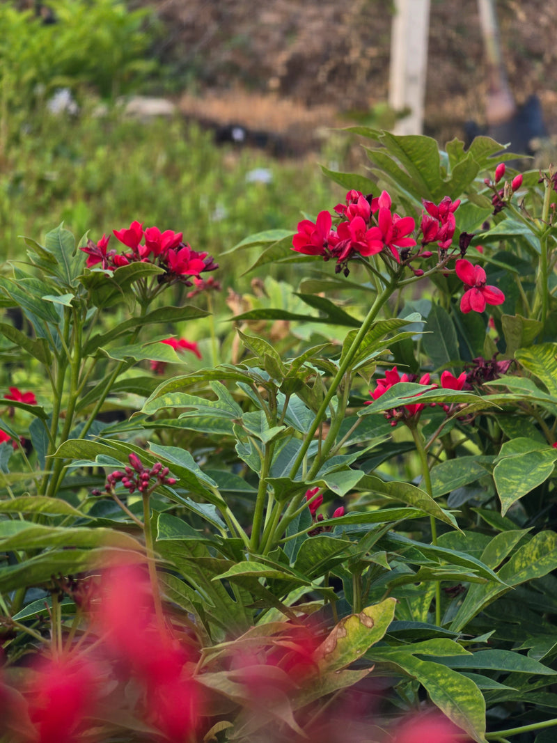 Jatropha integerrima 1