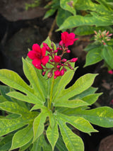 Jatropha integerrima 1