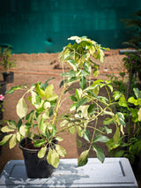 Variegated Schefflera