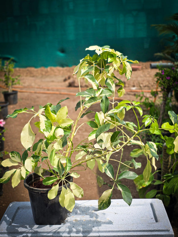 Variegated Schefflera