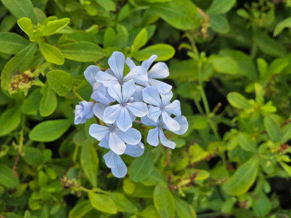 Cape Leadwort - D