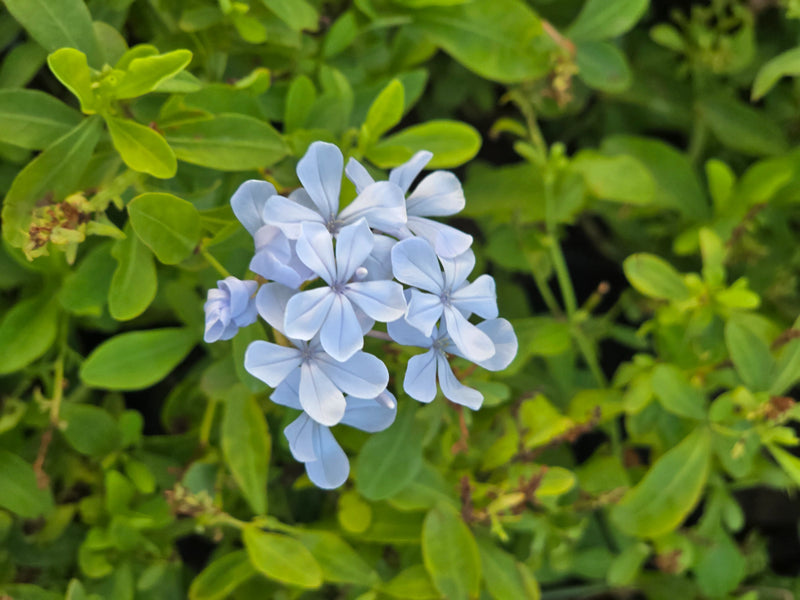 Cape Leadwort - D