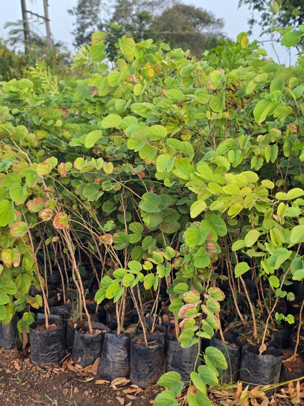 Bauhinia purpurea