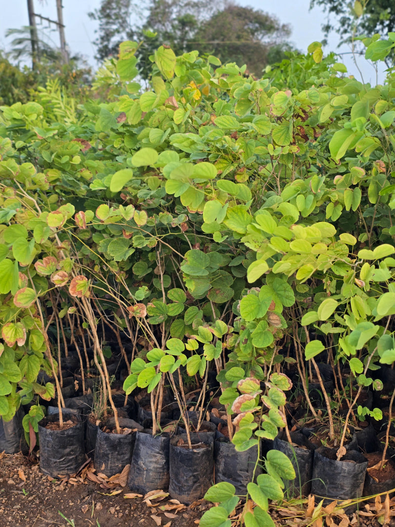 Bauhinia purpurea