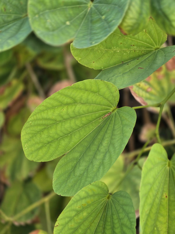 Bauhinia purpurea