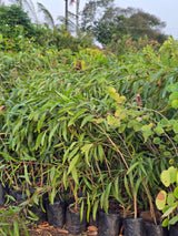 Japanese stiltgrass