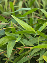 Japanese stiltgrass