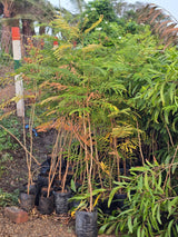Sesbania grandiflora