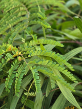 Sesbania grandiflora