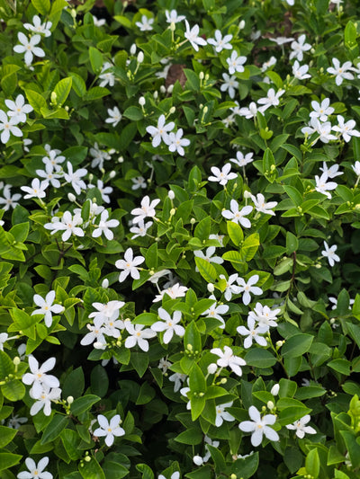 Wrightia antidysenterica