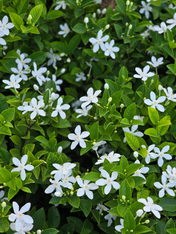 Wrightia antidysenterica