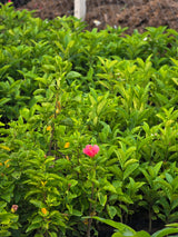 pink hibiscus flower