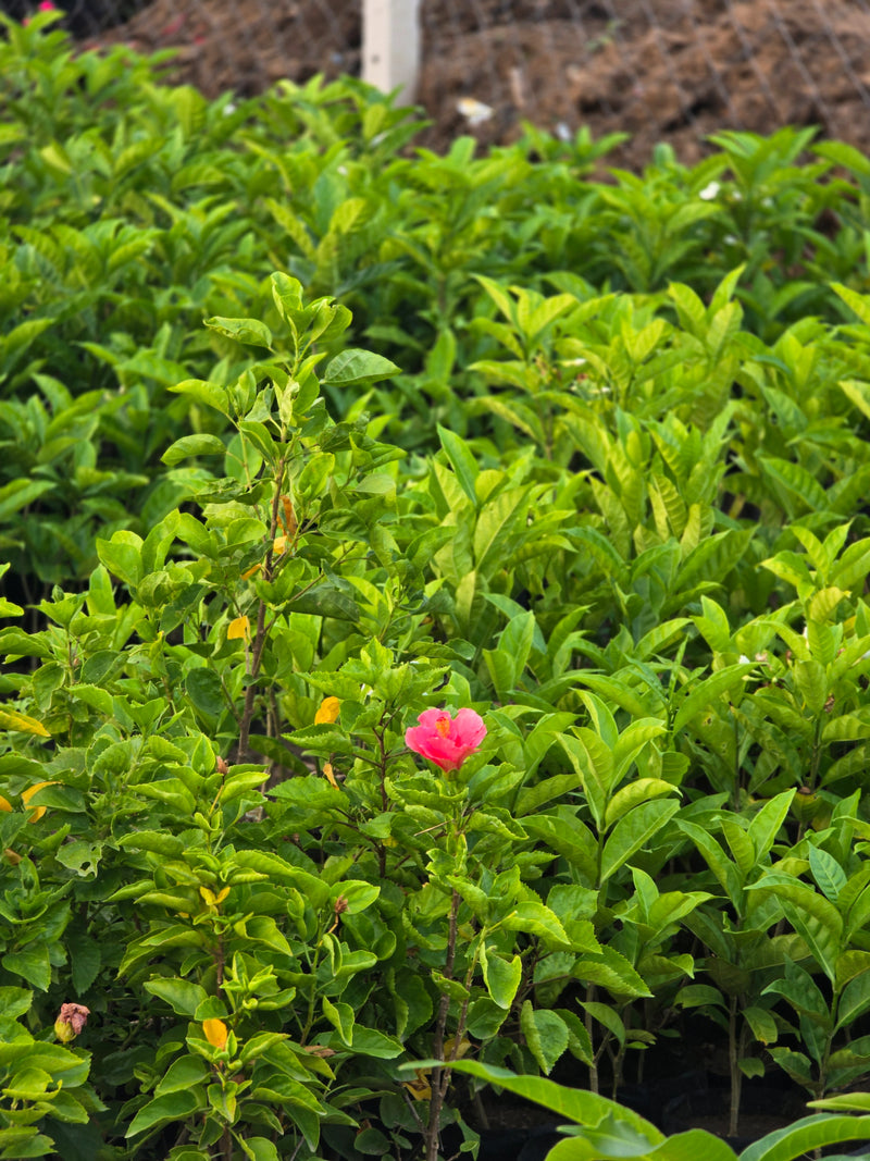 pink hibiscus flower