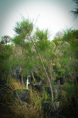 Casuarina equisetifolia - D