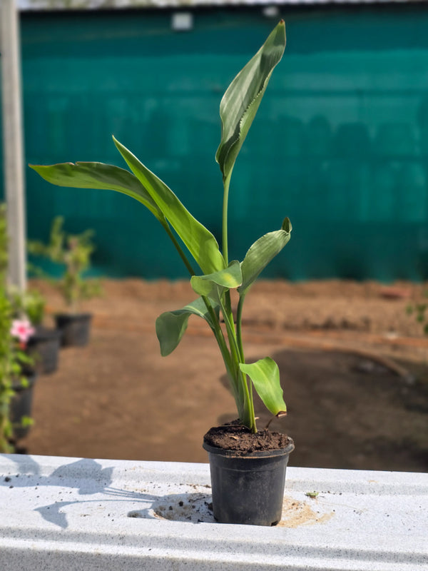 Strelitzia reginae