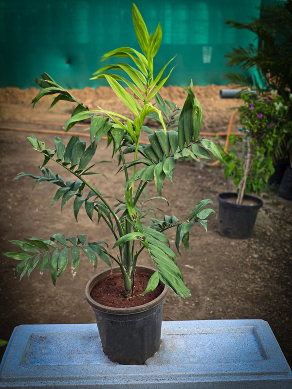 Chamaedorea elegans