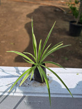 Spider Plant