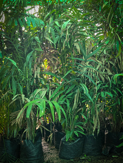 Chamaedorea elegans 1
