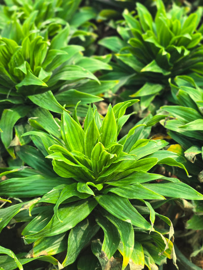 Dracaena fragrans _Compacta_ -D