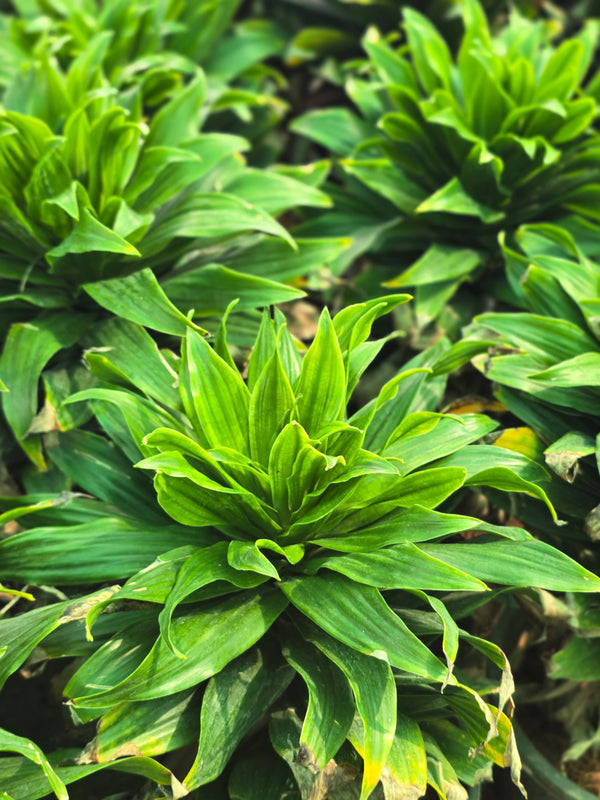 Dracaena fragrans _Compacta_ -D