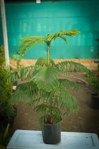 Christmas tree plant - D