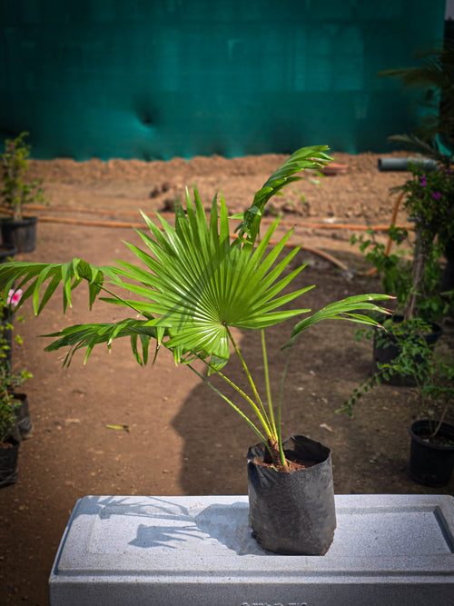 Chinese Fan Palm - D