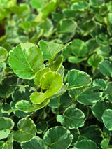 Variegated Balfour Aralia