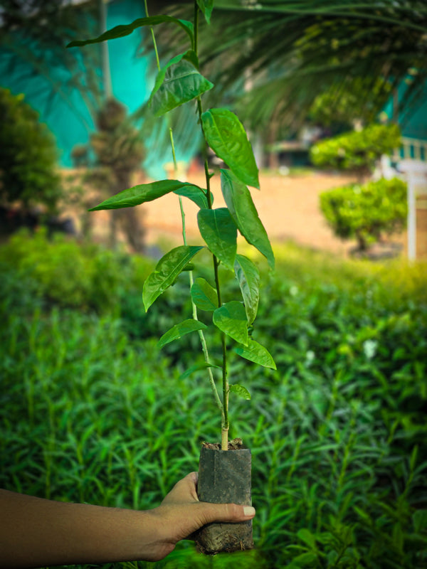 Claimbing jasmine