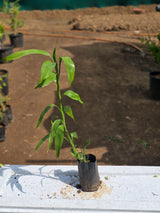 Lucky Bamboo