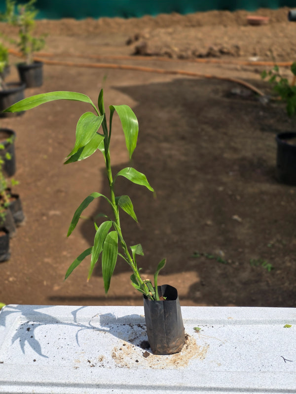 Lucky Bamboo