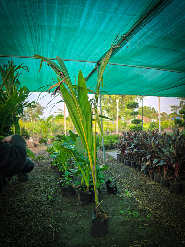 coconut palm tree - D