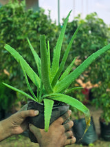 Aloe vera - D