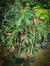 Cordyline fruticosa