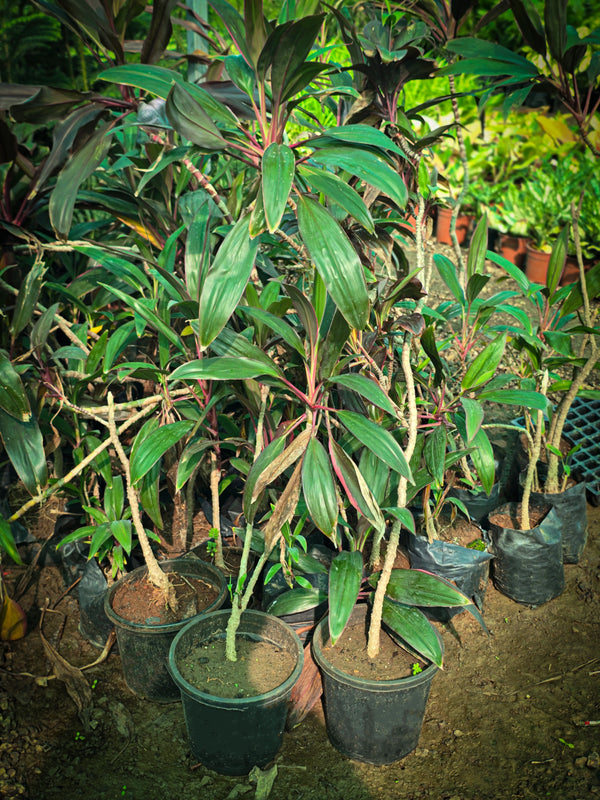 Cordyline fruticosa