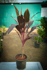 Cordyline fruticosa  1