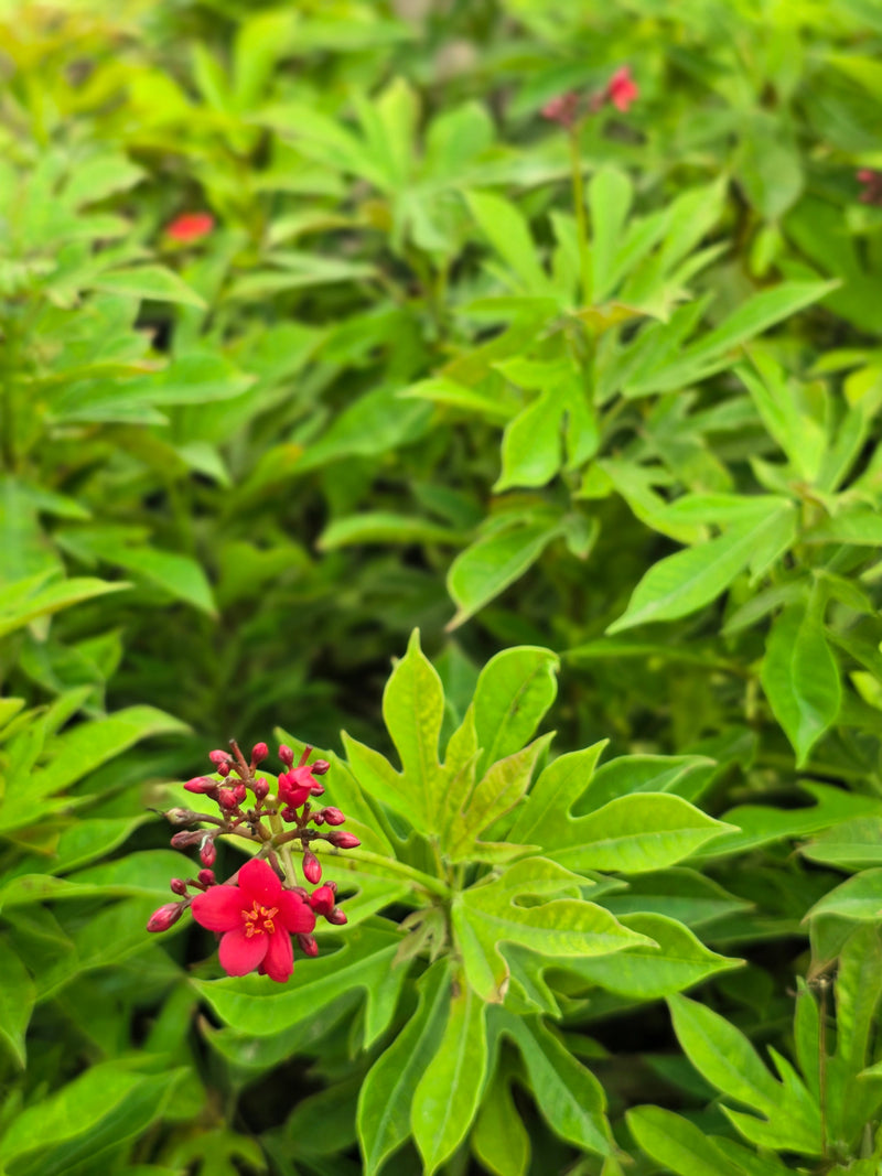 Jatropha integerrima