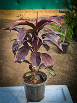 Cordyline fruticosa 1