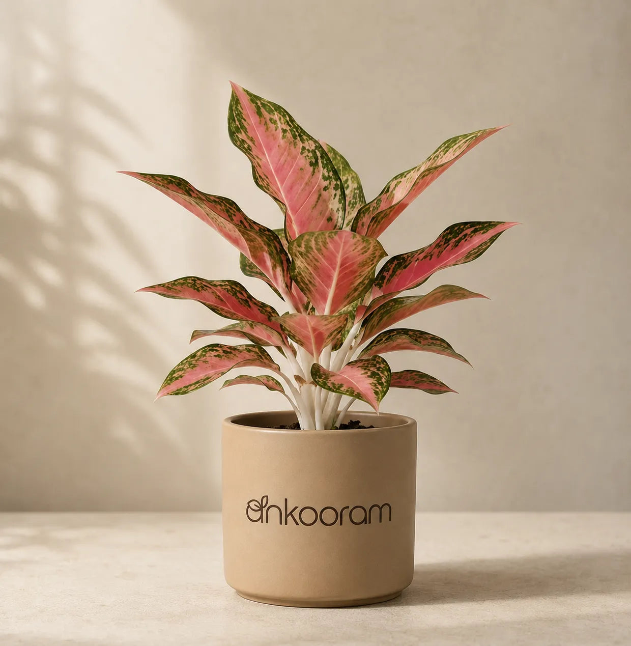 Aglaonema Pink Beauty