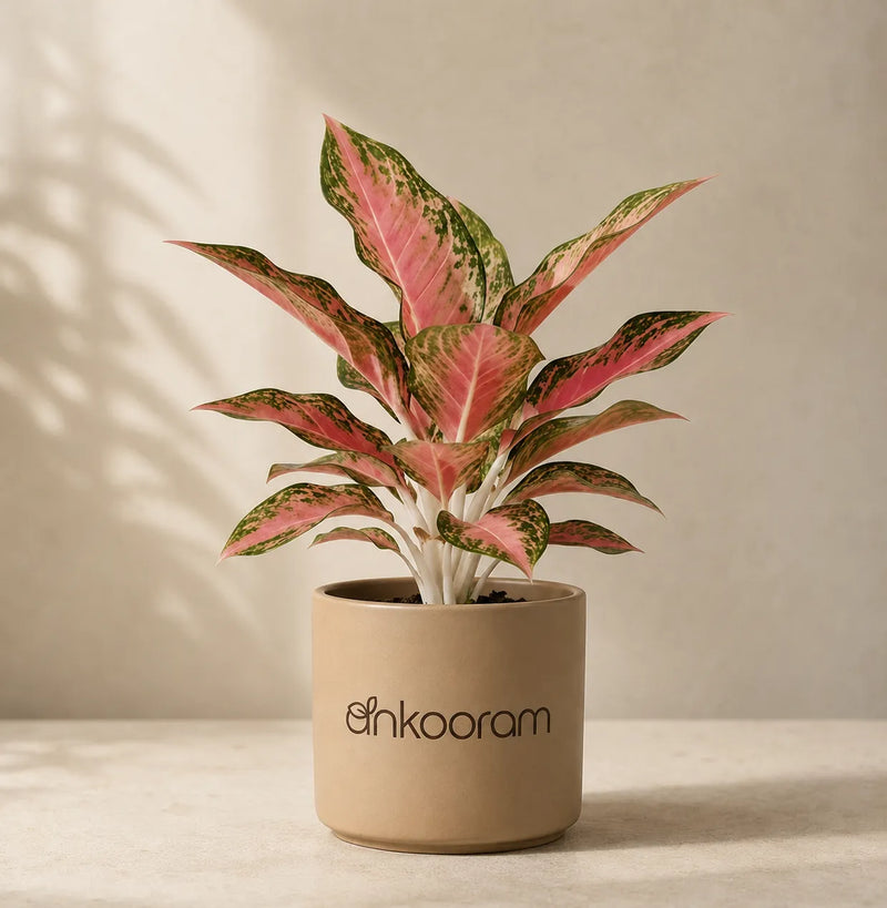 Aglaonema Pink Beauty