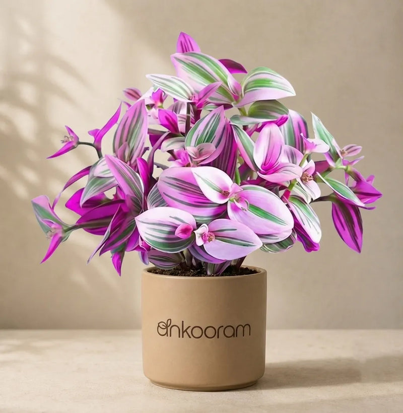 Tradescantia Nanouk