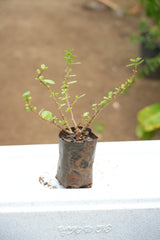 Dwarf Jade - D