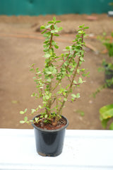 Dwarf Jade - D