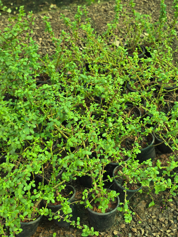 Dwarf Jade - D