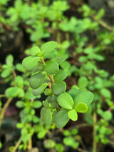Dwarf Jade - D