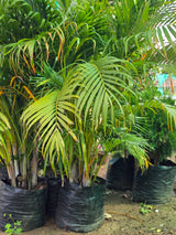 Areca Palm - D