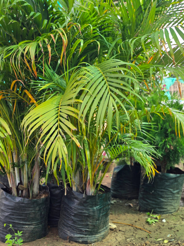 Areca Palm - D