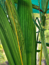 coconut palm tree - D