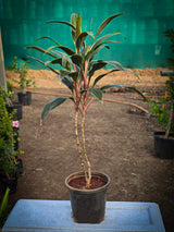 Cordyline fruticosa 3