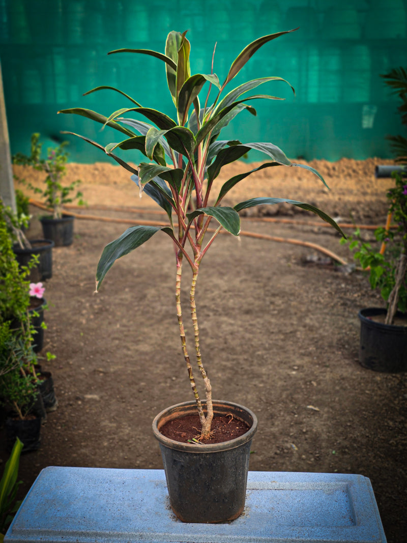 Cordyline fruticosa 3